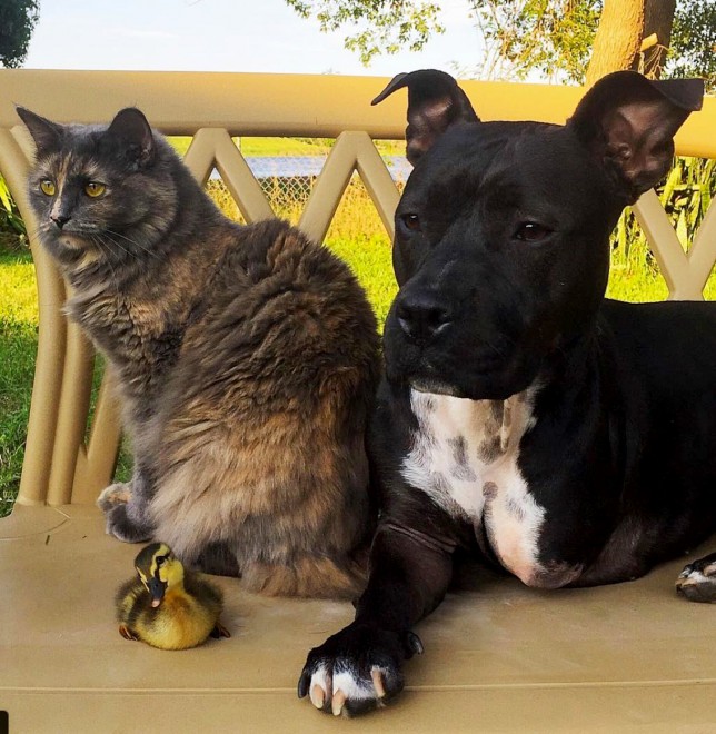 Pitbull, duck, cat best friends