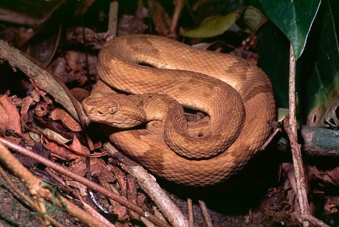 Na+majcenem+oto%C4%8Dku+%C5%BEivi+preko+4.000+ka%C4%8D+smrtonosne+vrste+bothrops+insularis