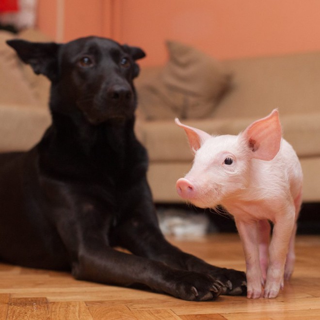 Facebook%3A+Super+Ljilja