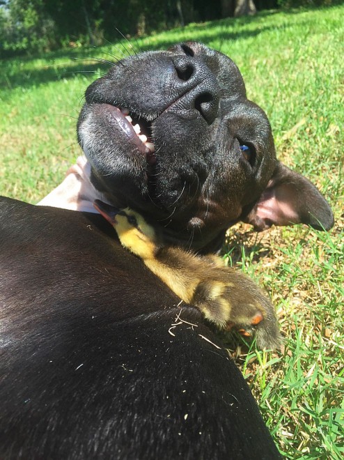 Daryl+se+no%C4%8De+lo%C4%8Diti+od+svoje+pasje+mame+%28foto%3AProfimedia%29