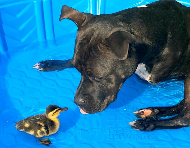 Daryl+je+najbolj+sre%C4%8Den%2C+ko+z+%27mamo%27+Raven+%C4%8Dofota+po+vodi