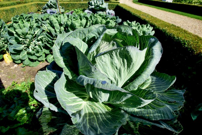 38-kilogramska+zeljna+glava%2C+preden+se+je+je+lotil+kuhar+%28foto%3AProfimedia%29