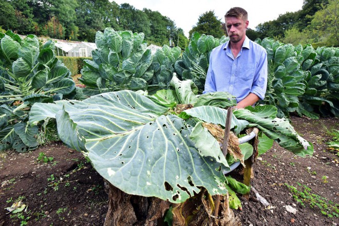 Vrtnar+%C5%BEaluje+ob+%C5%A1trclju+%28foto%3AProfimedia%29