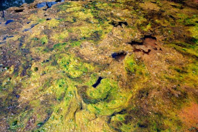 Virus+so+prej+poznali+le+iz+sladkovodnih+zelenih+alg+%28foto%3AProfimedia%29