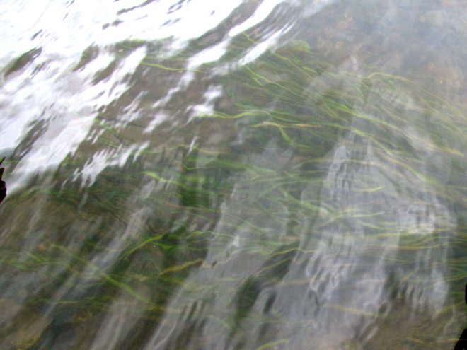 Trava+je+bistvena+za+%C5%BEivljenje+v+reki