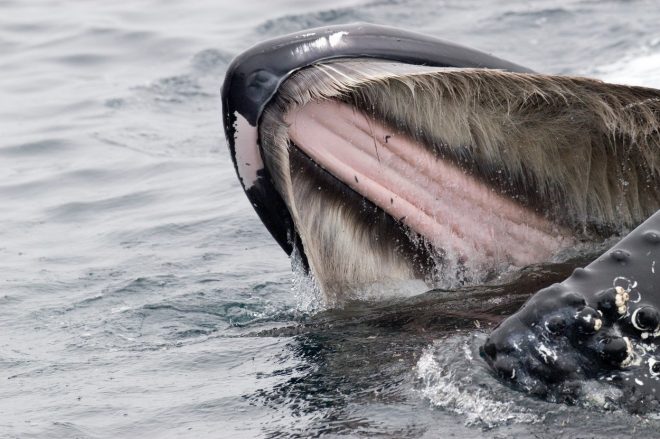 Vosi+pri+kitu+grbavcu+%28foto%3AProfimedia%29