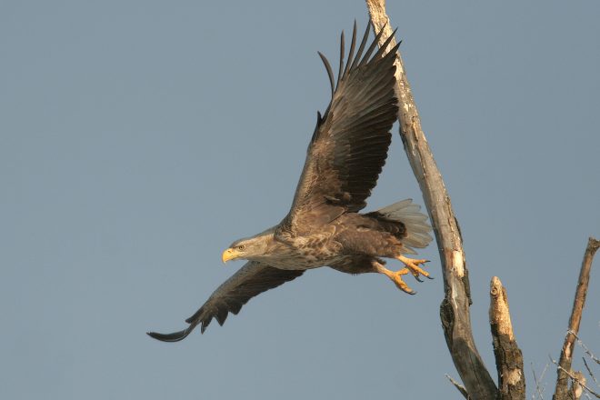 Orel+belorepec+%28foto%3A+Mario+Romuli%C4%8D%29