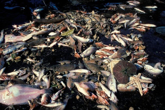 Danes+se+prekomerno+lovi+kar+93+odstotkov+ribjih+stale%C5%BEev+%28foto%3AProfimedia%29