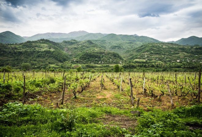 Vinogradi+v+gruzijski+pokrajini+Ra%C4%8Da+%28foto%3AProfimedia%29
