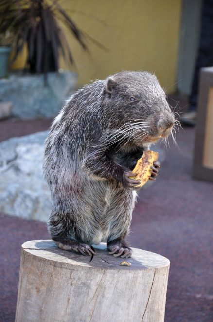 Pacarana+%28foto%3AProfimedia%29