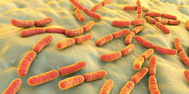 Mle%C4%8Dnokislinske+bakterije+%28foto%3AProfimedia%29