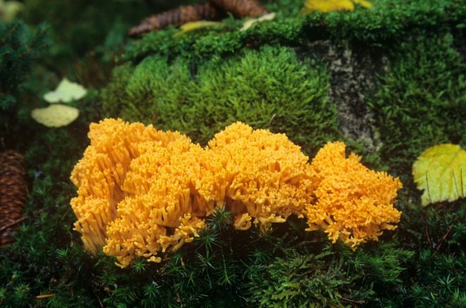 Lepa+griva+%28Ramaria+largentii%29%3B+foto%3AProfimedia
