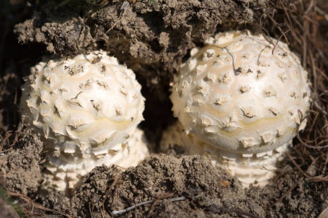 Pomladanska+mu%C5%A1nica+%28Amanita+verna%29%3B+foto%3AProfimedia