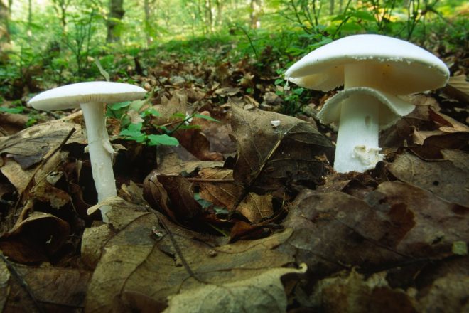 Koni%C4%8Dasta+mu%C5%A1nica+%28Amanita+virosa%29%3B+foto%3AProfimedia