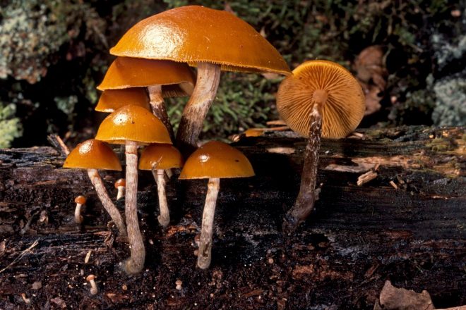 Obrobljena+ku%C4%8Dmica+%28Galerina+marginata%29%3B+foto%3AProfimedia