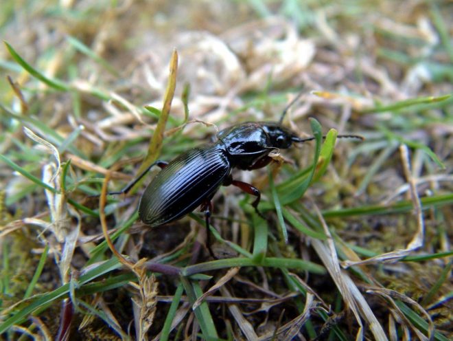 Poskrbite+za+travni%C5%A1ke+hro%C5%A1%C4%8De%2C+ki+bodo+pridno+jedli+pol%C5%BEja+jajca+%28foto%3AProfimedia%29