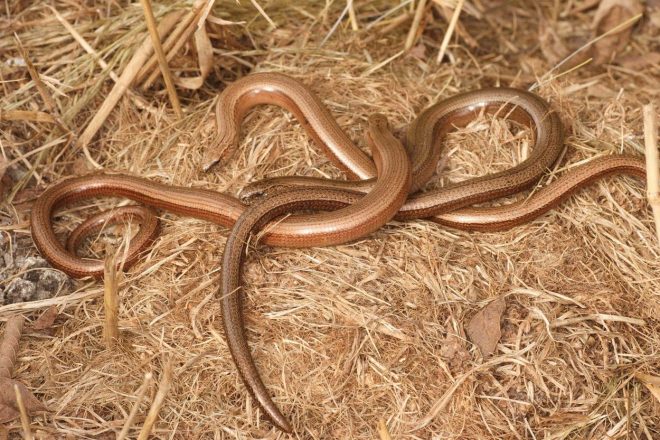 Slepci+so+izjemno+koristni+vrtni+pomo%C4%8Dniki+%28foto%3AProfimedia%29