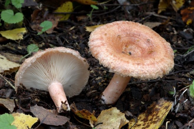 Kosmata+mle%C4%8Dnica+%28+Lactarius+torminosus%29%3B+foto%3AProfimedia