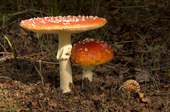 Rde%C4%8Da+mu%C5%A1nica+%28Amanita+muscaria%29%3B+foto%3AProfimedia