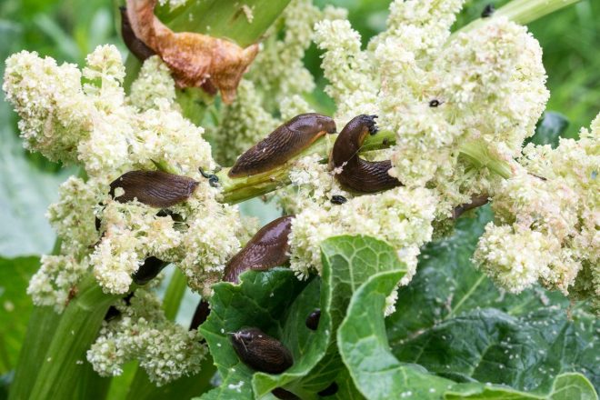 Pol%C5%BEi+se+sladkajo+s+cvetovi+rabarbare+%28foto%3AProfimedia%29