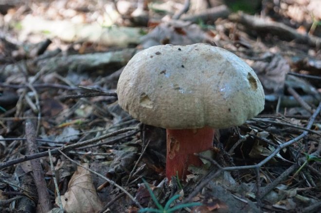 Vra%C5%BEji+goban+%28Rubroboletus+satanas%29%3B+foto%3AProfimedia