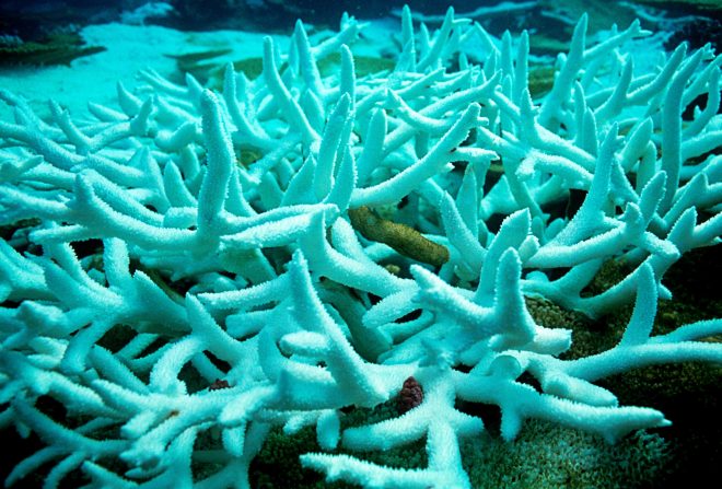 Pobeljene+korale+%28foto%3AProfimedia%29