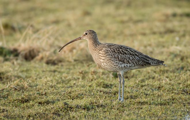 Veliki+%C5%A1kurh+je+na+robu+izumrtja+%28foto%3AProfimedia%29