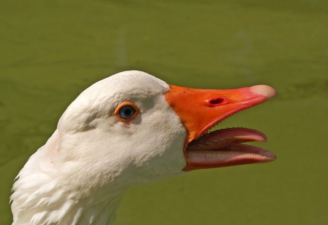 Sodobne+ptice+nimajo+pravih+zob+%28foto%3AProfimedia%29