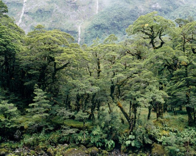 Serijo+Gospodar+prstanov+bodo+snemali+na+Novi+Zelandiji+%28foto%3AProfimedia%29