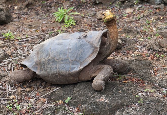 %C5%BDelva+Chelonodis+hoodensis+%28foto%3AProfimedia%29