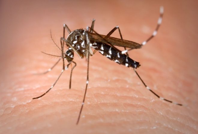 Samica+tigrastega+komarja+%28Aedes+albopictus%29%3B+foto%3A+Profimedia