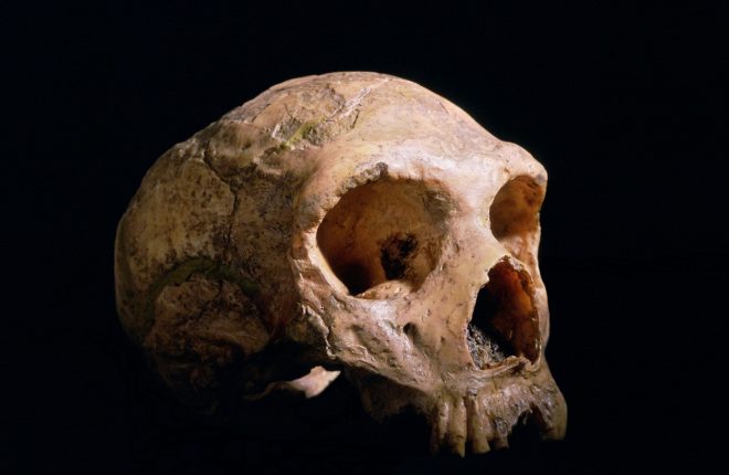 Lobanja+neandertalca+%2F+foto%3AProfimedia