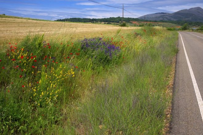 Ko%C5%A1nja+naj+po%C4%8Daka%2C+da+divje+cvetlice+opravijo+svoje+%28foto%3AProfimedia%29