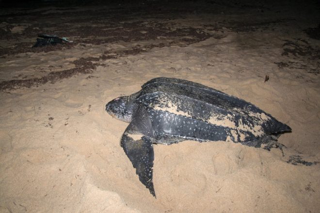 %C5%BDelva+usnja%C4%8Da+%28Dermochelys+coriacea%29+%2F+foto%3AProfimedia