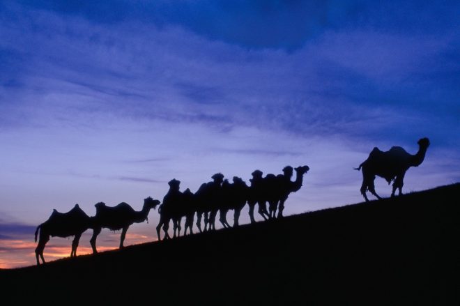 Kamele+v+Mongoliji+%28foto%3AProfimedia%29