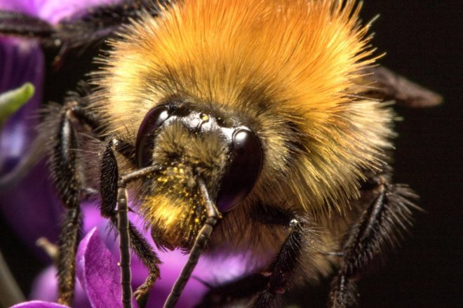 O%C4%8Di+dana%C5%A1njih+%C5%BEu%C5%BEelk+so+se+razvile+%C5%BEe+pred+milijoni+let+%28foto%3AProfimedia%29