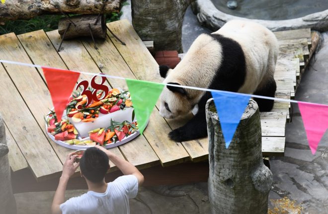 Xin+Xing%2C+38-letna+panda+babica+%28foto%3AProfimedia%29