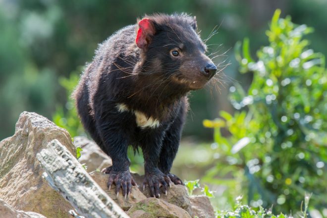 Tasmanski+vrag+%28foto%3AProfimedia%29