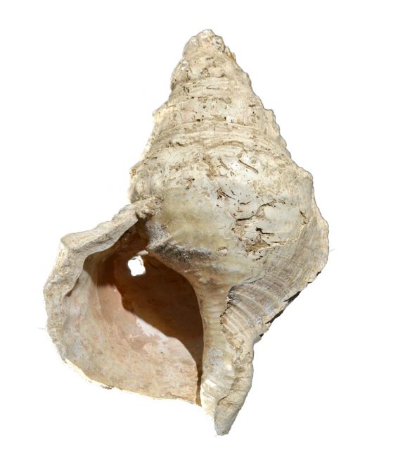 Foto%3A+%C2%A9+Carole+Fritz+et+al.+2021.