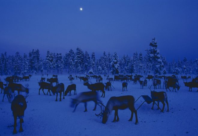 Severni+jeleni+na+Laponskem+%2F+Profimedia