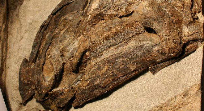 Fosil%2C+najden+blizu+Trsta+%2F+Profimedia