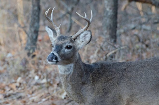 Belorepi+jelen+%2F+Profimedia