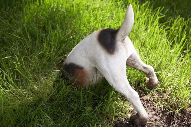 Pes+resda+lahko+ujame+voluharja%2C+a+pri+tem+naredi+precej%C5%A1nje+razdejanje+%2F+Profimedia