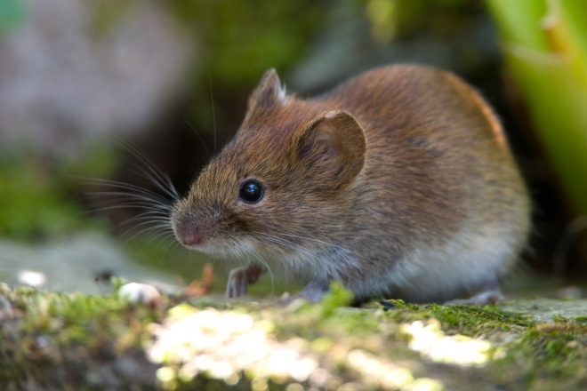 Navaden+voluhar+%2F+Profimedia