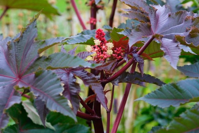 Klo%C5%A1%C4%8Devec+%28Ricinus+communis%29