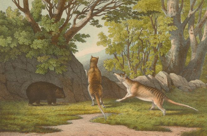 Tasmanska+tigra+napadata+vombata+%2F+Profimedia