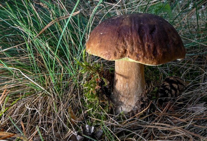 Jur%C4%8Dek+%2F+Profimedia