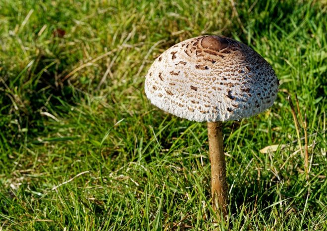 Orja%C5%A1ki+de%C5%BEnik+ali+marela+%2F+Profimedia