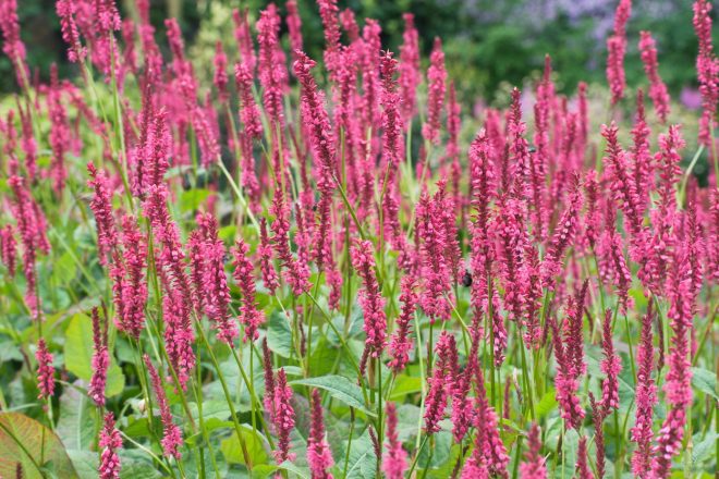 Okrasna+dresen+%28Persicaria+atrosanguinea%29