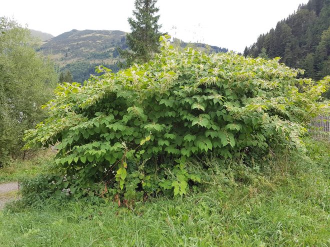 Fallopia+japonica+ali+japonski+dresnik